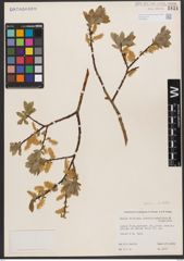 Salix bebbiana Sarg.